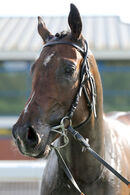 Race 1 - Trumble (1)
