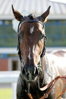 Race 1 - Trumble (2)