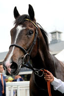 Race 2 - Fifth Position (10)