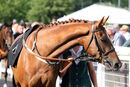 Race 2 - Madame Ambassador (2)