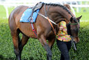 Race 2 - Rococo Style (2)