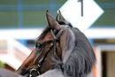 Race 2 - Sir Boris (12)