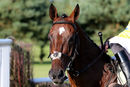 Race 3 - Ballycrystal Court (2)