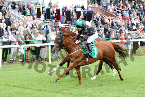 Race 3 - Mr Strutter (8)