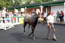 Race 3 - Super Major (15)