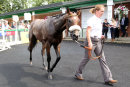 Race 3 - Super Major (16)