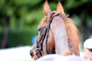 Race 4 - Another Situation (11)
