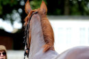 Race 4 - Another Situation (12)