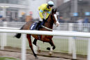 Race 4 - Cornerstone Lad (2)
