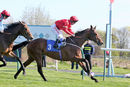 Race 4 - Elegiac (14)