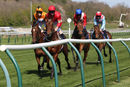 Race 4 - Elegiac (6)