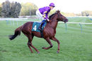 Race 4 - Majestic Dawn (2)