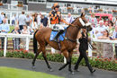 Race 4 - Northern Beau (2)