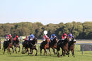 Race 4 - Rogue Bear (4)