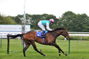 Race 4 - Sun Maiden (8)