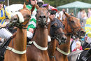 Race 4 (18) - MR190720