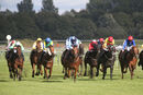 Race 5 - Ava Go Joe (2)