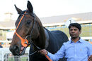 Race 5 - Dubai Instinct (12)