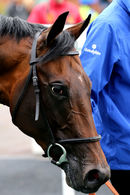 Race 5 - Great Example (11)