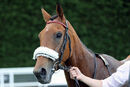 Race 6 - Eponina (20)