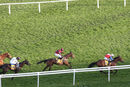Race 6 - Love Envoi (7)