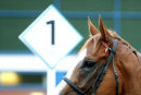Race 6 - Rolladice (8)