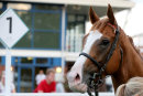 Race 6 - Rolladice (9)
