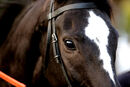 Race 7 - Bigbadboy (3)
