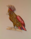 Hand coloured etching