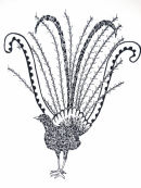 Lyre Bird