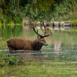 Red Deer Stag (Cervus elaphus)
