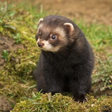 Polecat