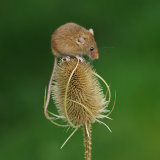 Harvest Mouse