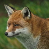 Red Fox (vulpes vulpes)