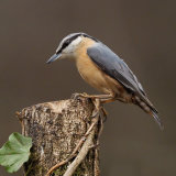Nuthatch