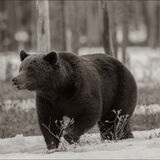 European Brown Bear