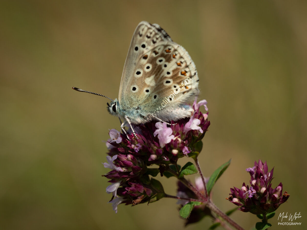 Common Blue (Polyommatus icarus2