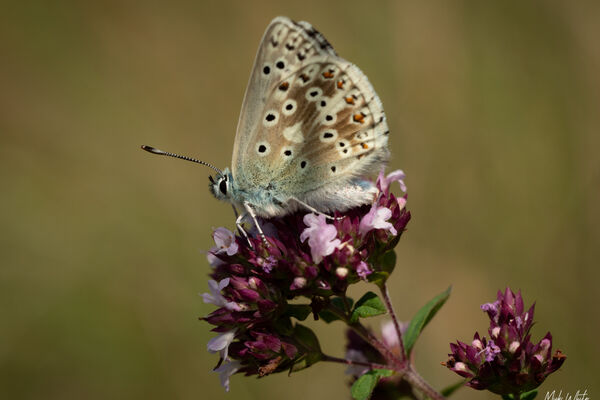 Common Blue (Polyommatus icarus2