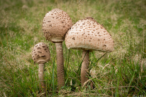 Parasols