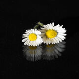 Reflections of Summer