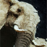 Impressions of A Matriarch