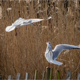 Black Headed Gull