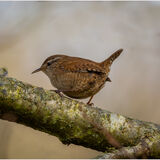 Eurasion Wren