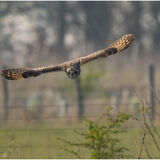 Short Eared Owl