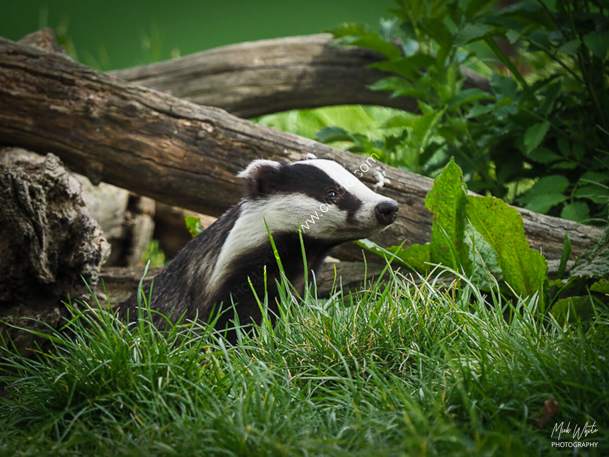 Badger