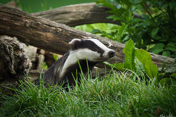 Badger