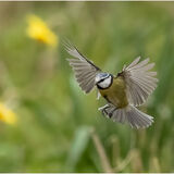 Blue Tit