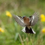 Chaffinch