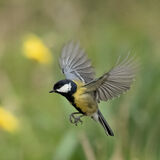 Great Tit