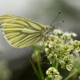 Green-veined White